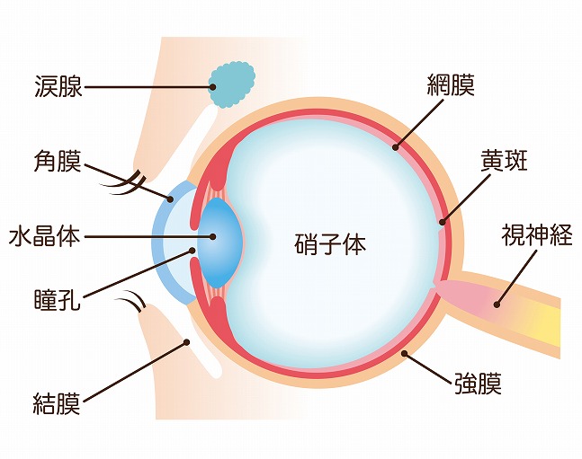 門真市で緑内障の治療 小林眼科クリニック 蒼生病院から徒歩2分